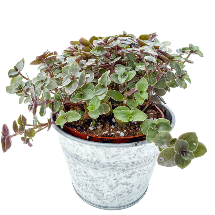 Callisia Repens Sedum (4 inch)