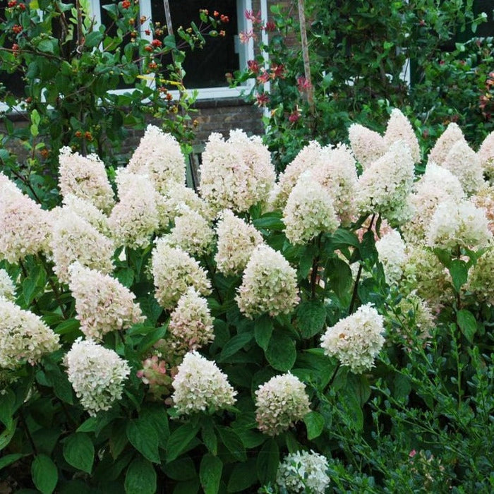 sweet summer hydrangea shrub with light pink full bloom clusters