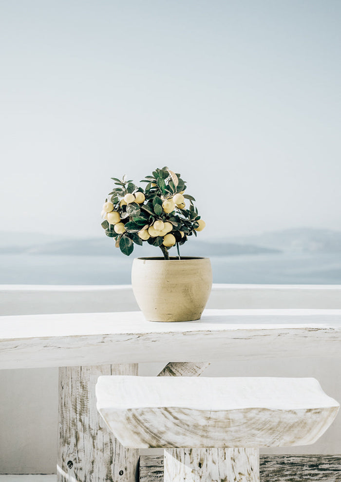 Lemon Breeze | Framed Print