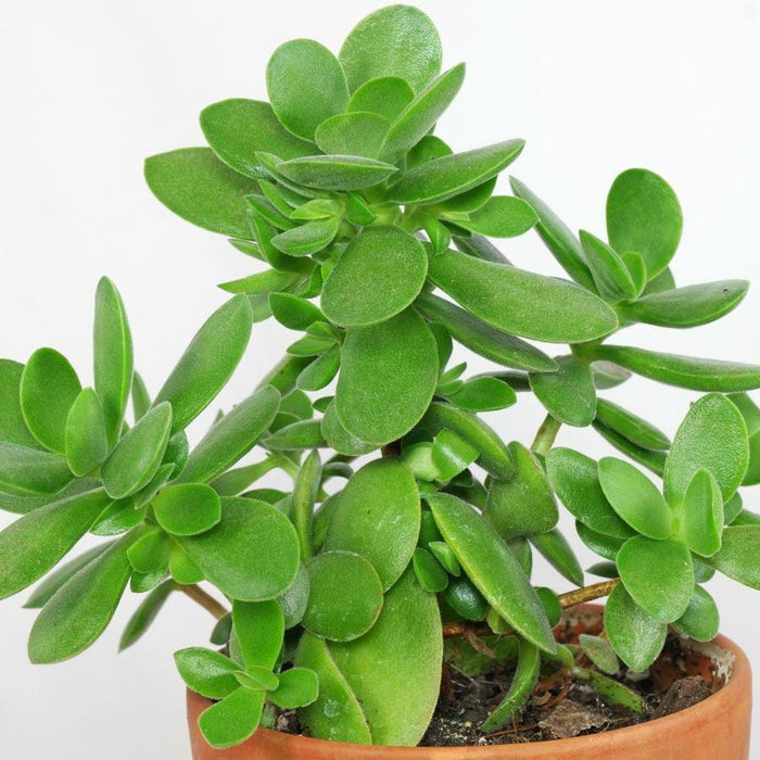 money maker jade plant thick green succulent leaves