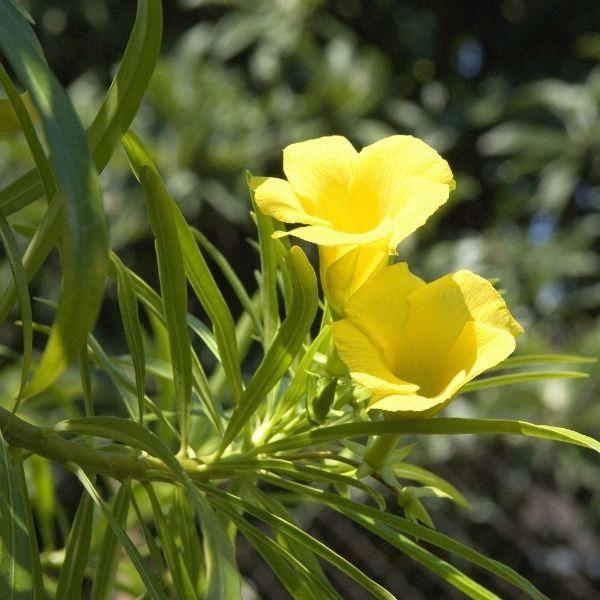 yellow flower on tropical oleander plant with green foliage