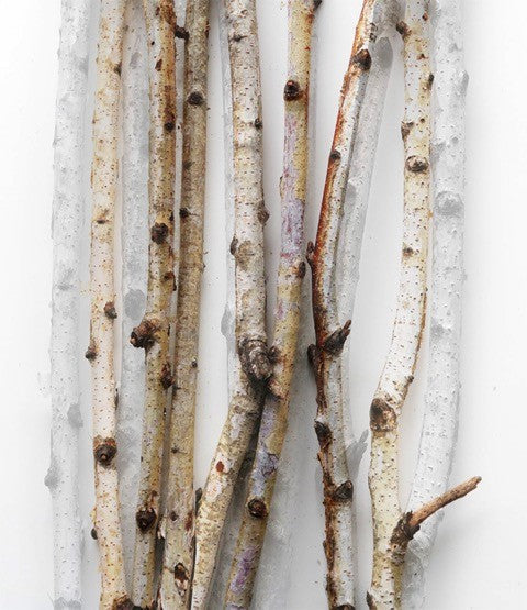 Silver Birch