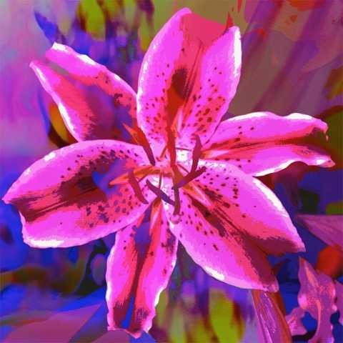 Stargazer