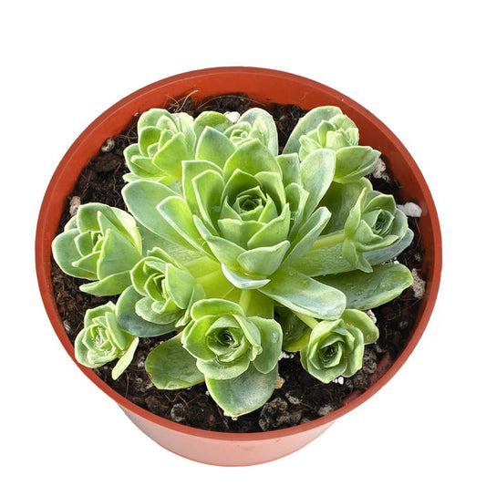 Aeonium Dodrantale / Greenovia Dodrantalis