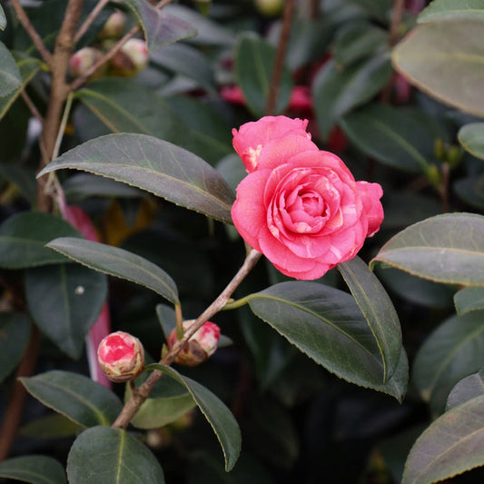April Kiss camellia in a foundation bed, glossy evergreen shrub covered in formal double pink blooms in early spring under partial shade.