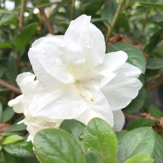 azalea autumn moonlight have large white blooms with yellow dusted centers
