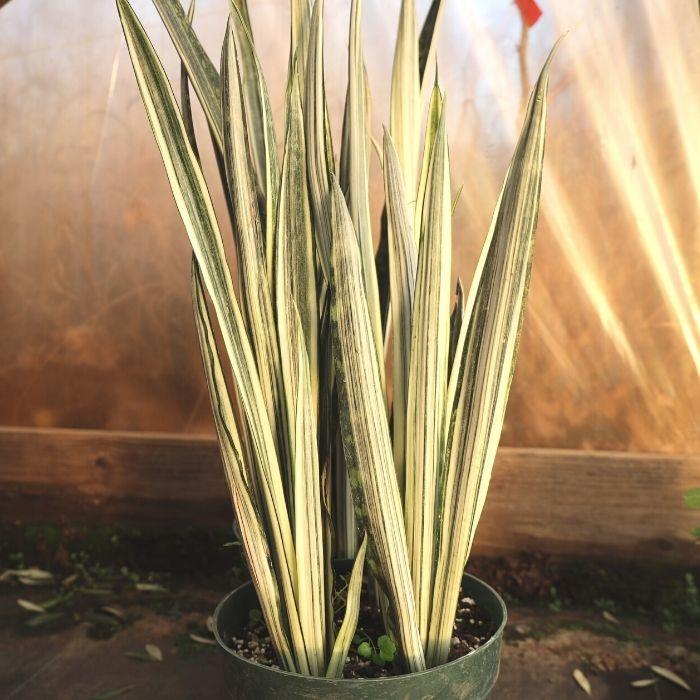 white and green variegated foliage on bantels sensation snake plant