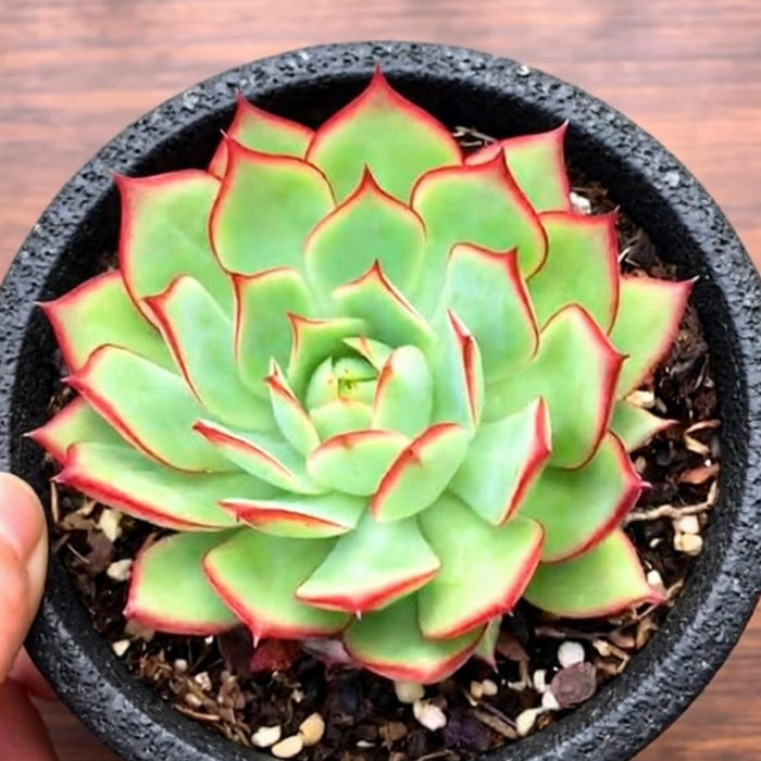 Echeveria 'Yeon-Deung' (4 inch)