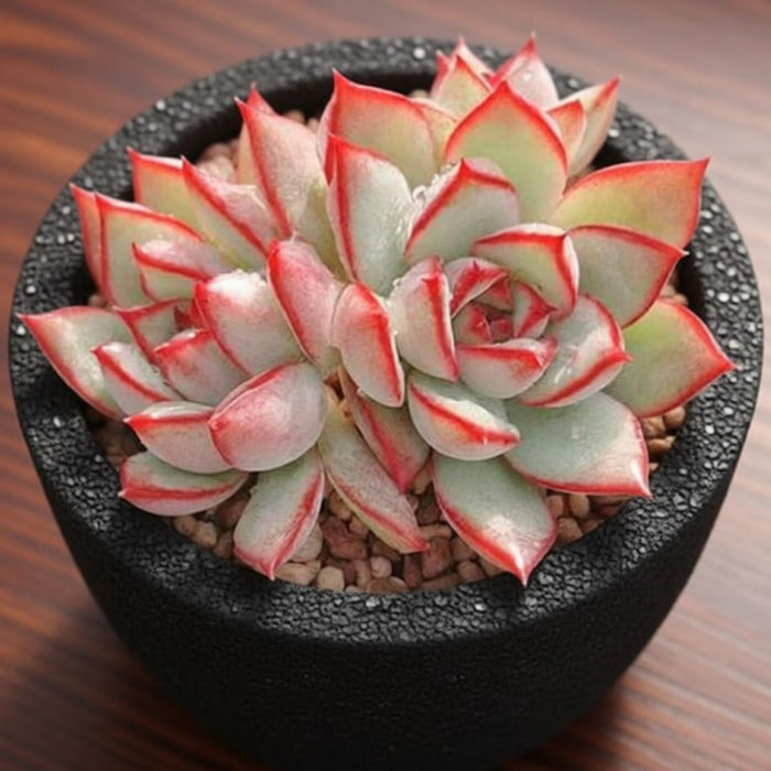 Echeveria 'Yeon-Deung' (4 inch)