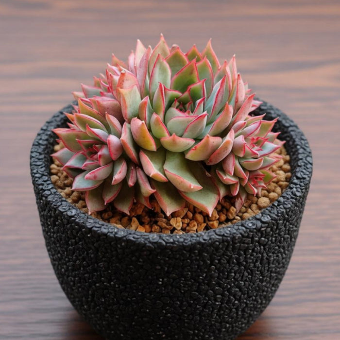 Echeveria 'Yeon-Deung' (4 inch)