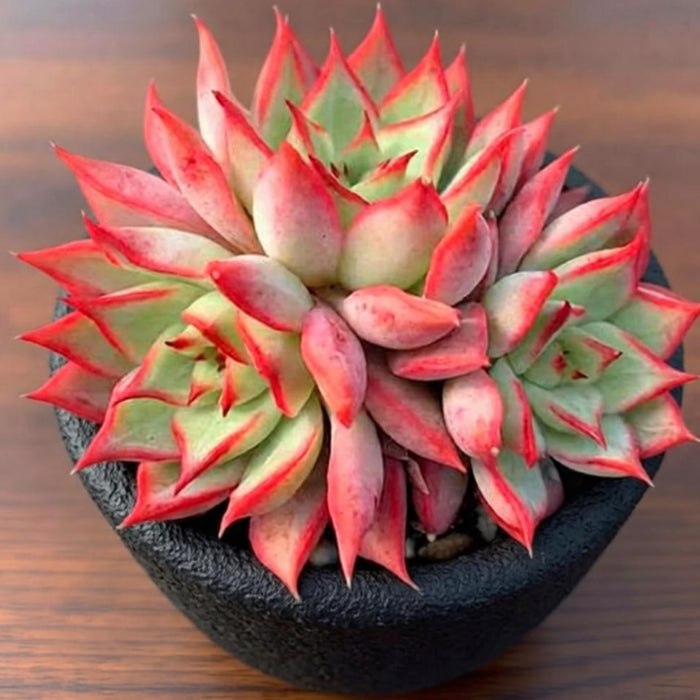 Echeveria 'Yeon-Deung' (4 inch)