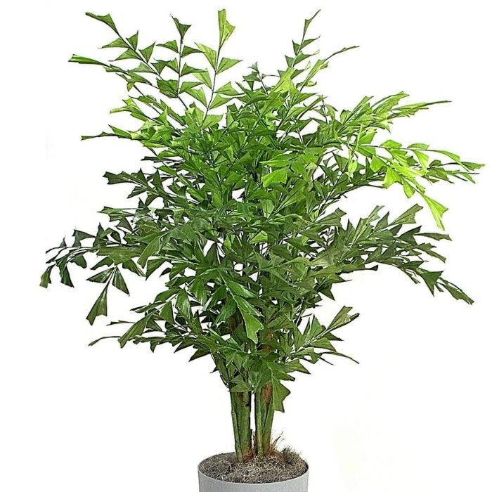 Indoor Fishtail palm in grey pot