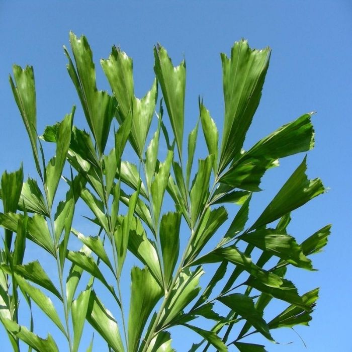 Up Close view of the fishtail shaped leaves of the Fishtail Palm