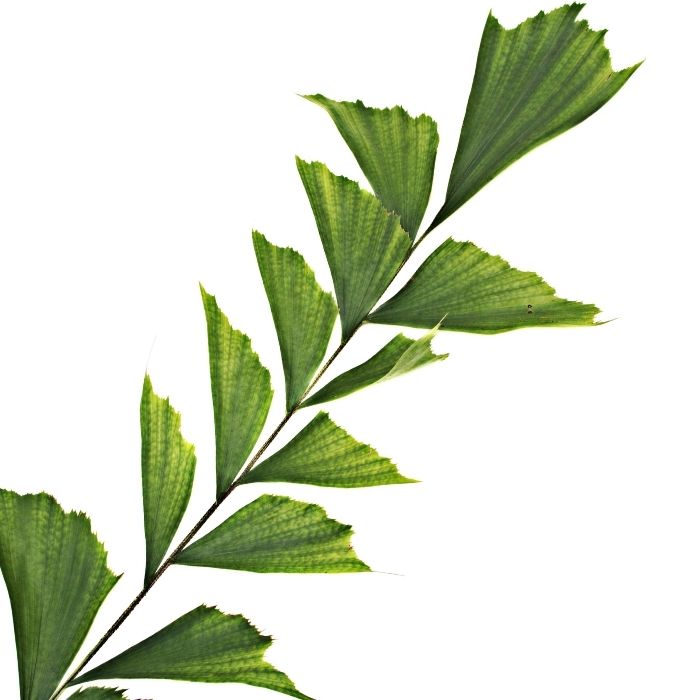 Up Close view of the fishtail shaped leaves of the Fishtail Palm