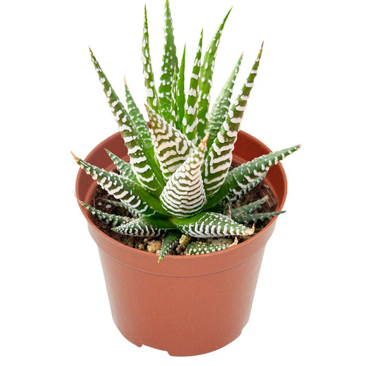Haworthia fasciata 'Big Band' (4 inch)