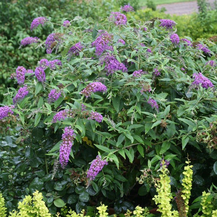 Lo and Behold Purple Haze Butterfly Bush spreading habit large purple flower clusters