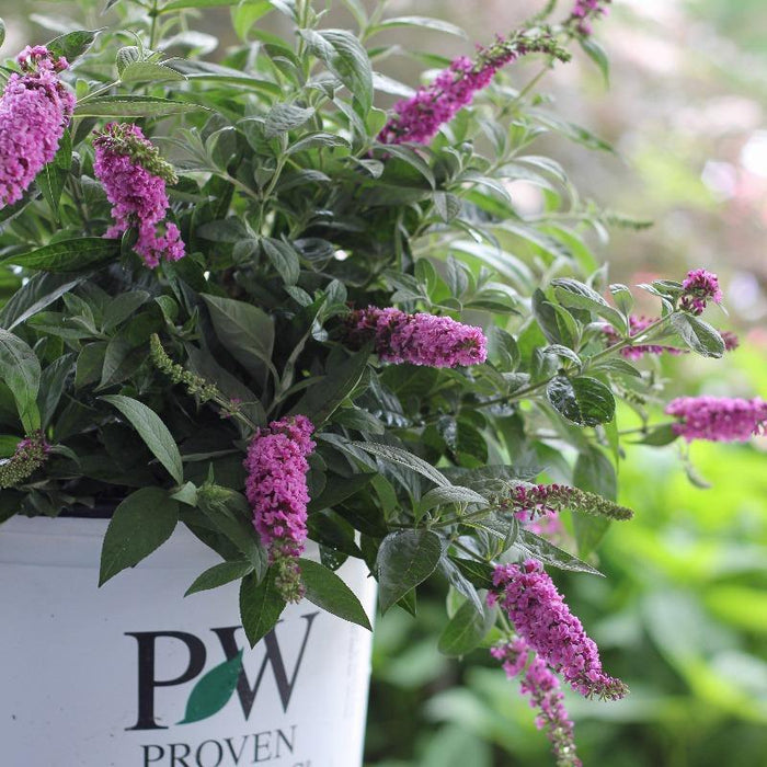 Slight bright pink color on the stem on the pink micro chip buddleia