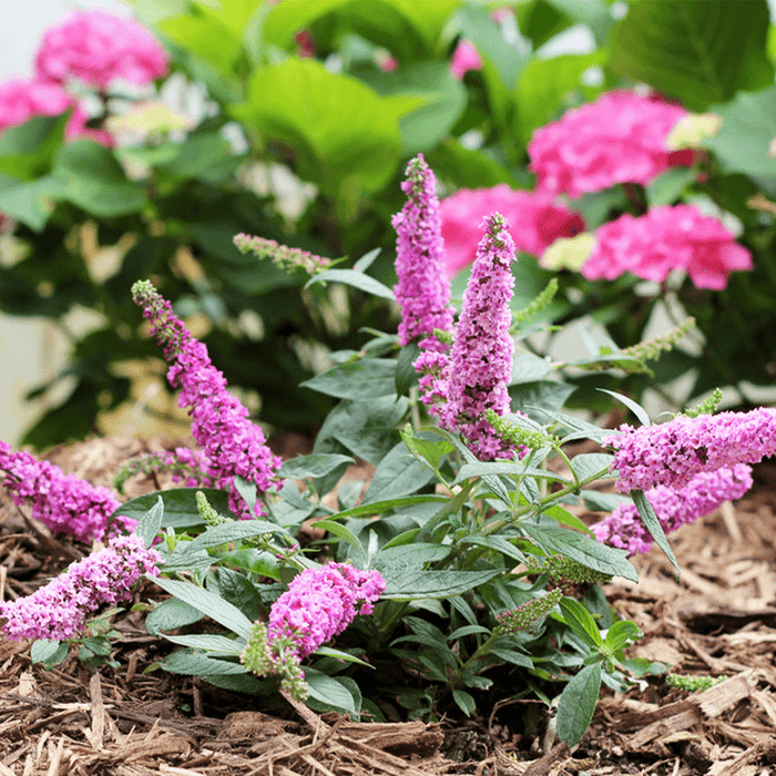 Pink micro chip butterfly bush come with sensational tiny pink flowers on bright green stems