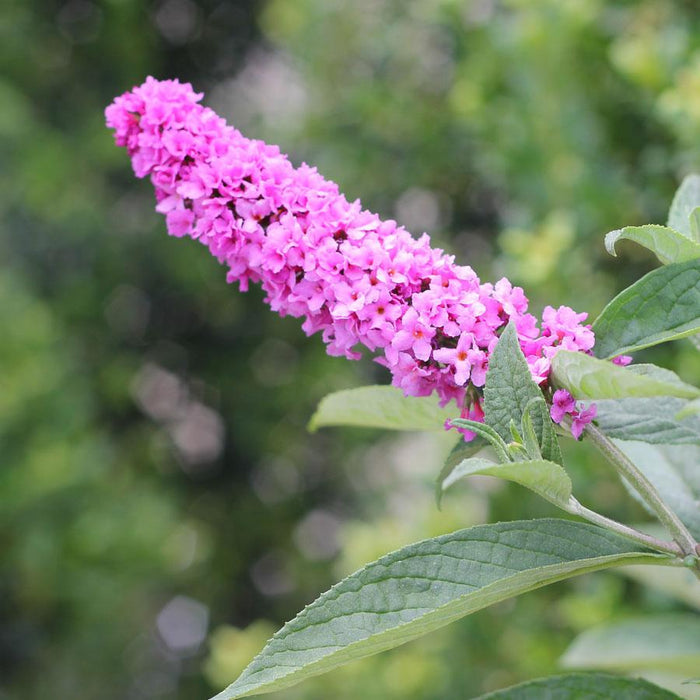 Very pleasing cute flowers with bright pink petals on the pink micro chip buddleia