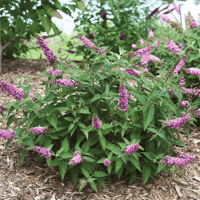 Butterfly bush pink micro chip comes with very broad evergreen foilage with short green stems