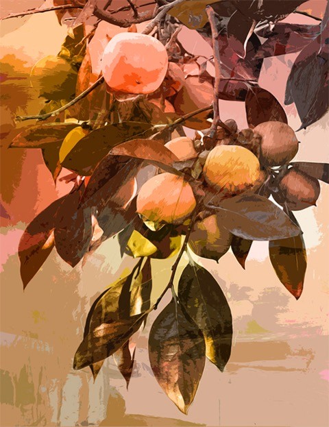 Persimmon