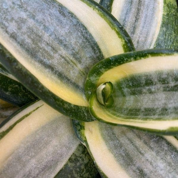 sansevieria hahnii black and gold plant close up of foliage