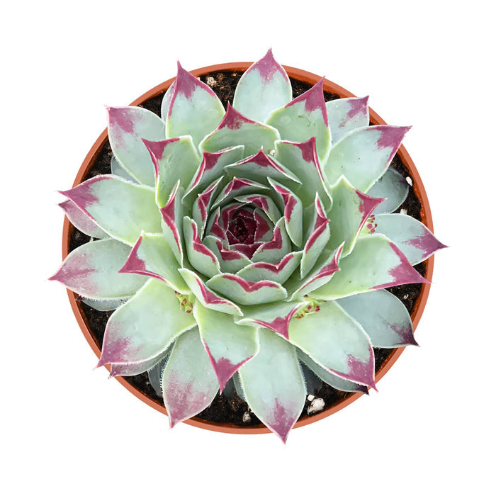 Sempervivum 'Lady's Nail' / Sempervivum Chick Charms Mint Marvel (4 inch)