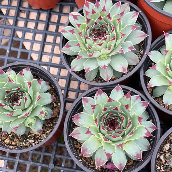 Sempervivum 'Lady's Nail' / Sempervivum Chick Charms Mint Marvel (4 inch)