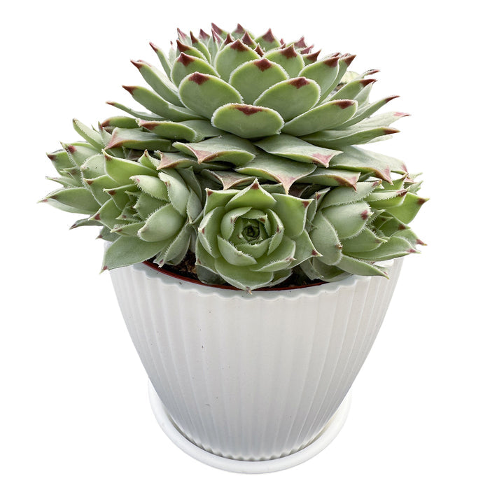 Sempervivum 'Lady's Nail' / Sempervivum Chick Charms Mint Marvel (4 inch)