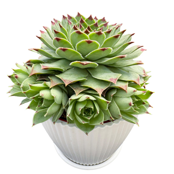 Sempervivum 'Lady's Nail' / Sempervivum Chick Charms Mint Marvel (4 inch)