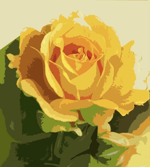 Yellow Rose